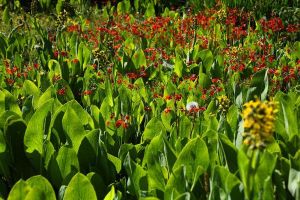 中甸高山植物園 中甸高山植物園