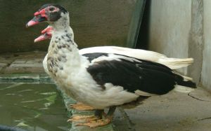 鴛鴦草鴨 鴛鴦草鴨