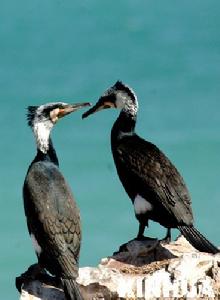兩隻鸕鶿在青海湖的島上嬉戲