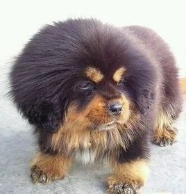 西藏袖犬 西藏袖犬