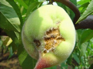 汶源蟠桃流膠病