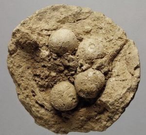 數據黏土球 數據黏土球