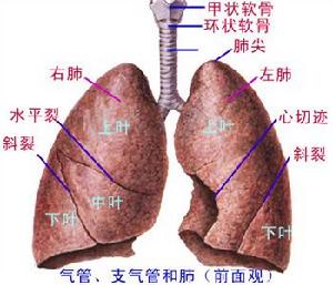 先天性支氣管肺囊腫