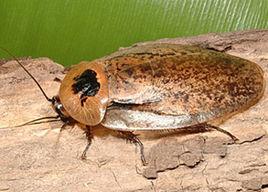 秘魯巨人蟑螂 秘魯巨人蟑螂