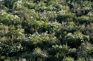 果洛杜鵑 果洛杜鵑