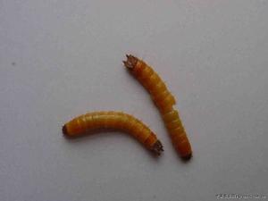 溝金針蟲幼蟲