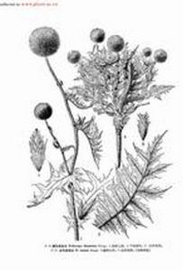 褐毛藍刺頭 褐毛藍刺頭