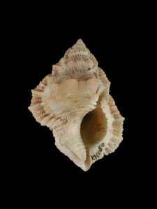 麗珠蛙螺 麗珠蛙螺