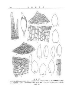 鈍葉絹蘚 鈍葉絹蘚