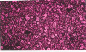 細菌染色技術 細菌染色技術
