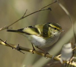 紋頂樹獵雀 紋頂樹獵雀