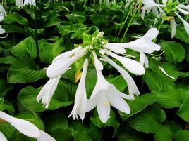 金旗玉簪 金旗玉簪