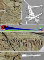 邱氏濾齒翼龍 邱氏濾齒翼龍