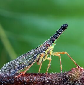 瘤鼻象蠟蟬 瘤鼻象蠟蟬