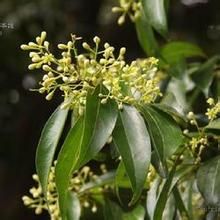 棵柱花屬 棵柱花屬