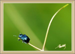 三裂盤蟲屬 三裂盤蟲屬