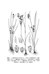 絲狀燈心草 絲狀燈心草