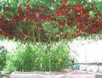 番茄樹