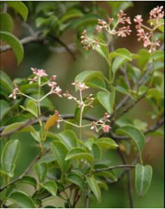 樂東藤屬 樂東藤屬