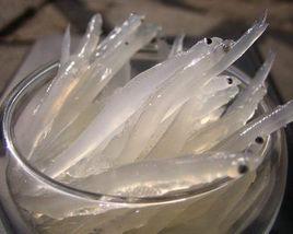 天井湖金眼銀魚 天井湖金眼銀魚