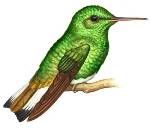 白尾麗蜂鳥 白尾麗蜂鳥