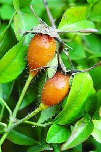 刺酸梨子 刺酸梨子