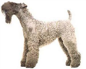 羅威士挭 羅威士挭