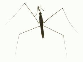 水黽[水生半翅目類昆蟲]