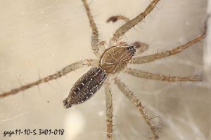 長疣馬蛛 長疣馬蛛