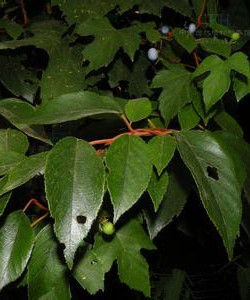 小葉獼猴桃 小葉獼猴桃