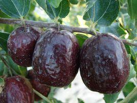 哈密大棗 哈密大棗