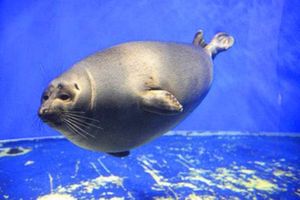 珍奇海洋博物館 珍奇海洋博物館