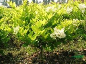 大葉駝舌草 大葉駝舌草