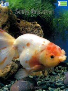 光滑隱棘杜父魚 光滑隱棘杜父魚