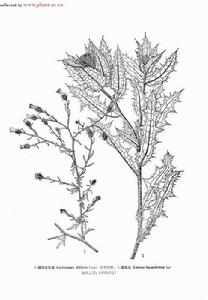 鋪散矢車菊 鋪散矢車菊