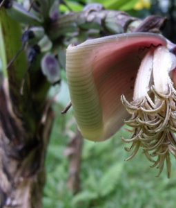 台灣芭蕉 台灣芭蕉