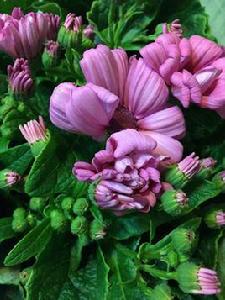 瓜葉菊花 瓜葉菊花