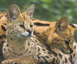 阿比西尼亞藍貓