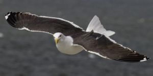 大黑背鷗 大黑背鷗