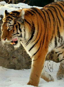 東北虎[貓科動物]