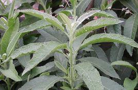 台灣艾納香 台灣艾納香