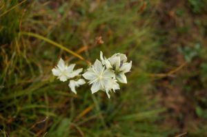 祁連璋牙菜 祁連璋牙菜