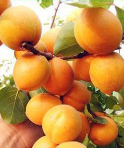 新世紀杏 新世紀杏