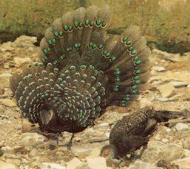 海南孔雀雉 海南孔雀雉