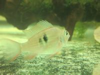 三線鳳凰魚 三線鳳凰魚