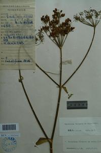 城口獨活獨活 城口獨活獨活