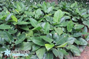 喜林芋屬 喜林芋屬