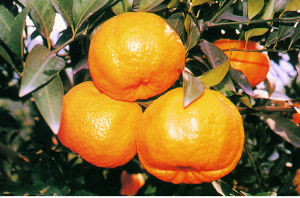 台灣椪柑 台灣椪柑