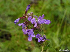 全緣葉青蘭 全緣葉青蘭