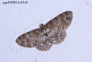 紅雙線尺蛾 紅雙線尺蛾